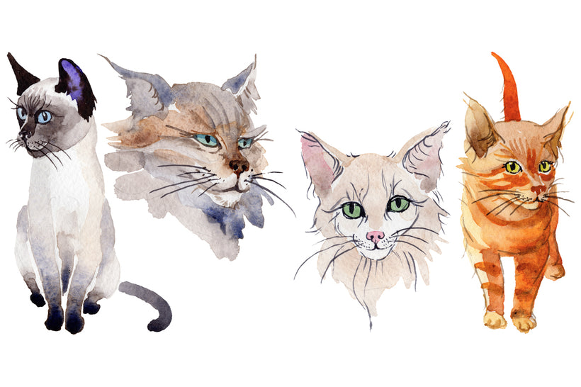 Watercolor Cat royalty free images