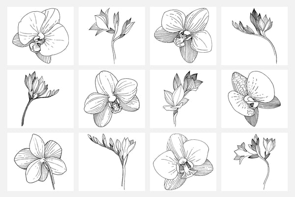 Vector illustration of Freesia flower watercolor png