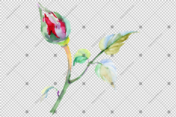 Rose wildflower flower in a hand-drawn watercolor PNG style isolated