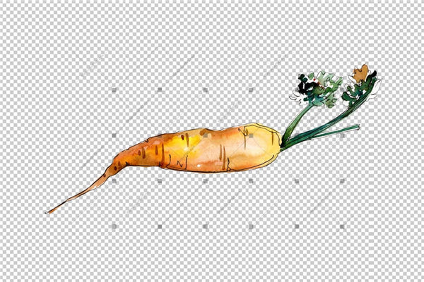 Orange Carrot Vegetables Png Watercolor Set Digital