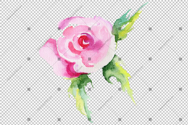Rose wildflower flower in a hand-drawn watercolor PNG style isolated
