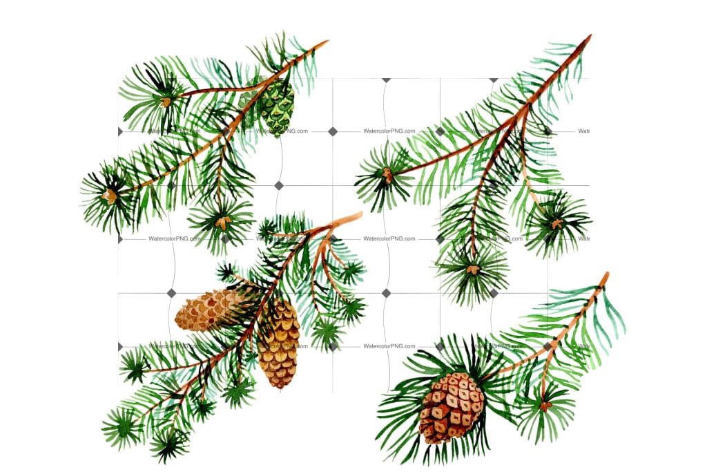 Watercolor winter greenery set pine and spruce Vector Image
