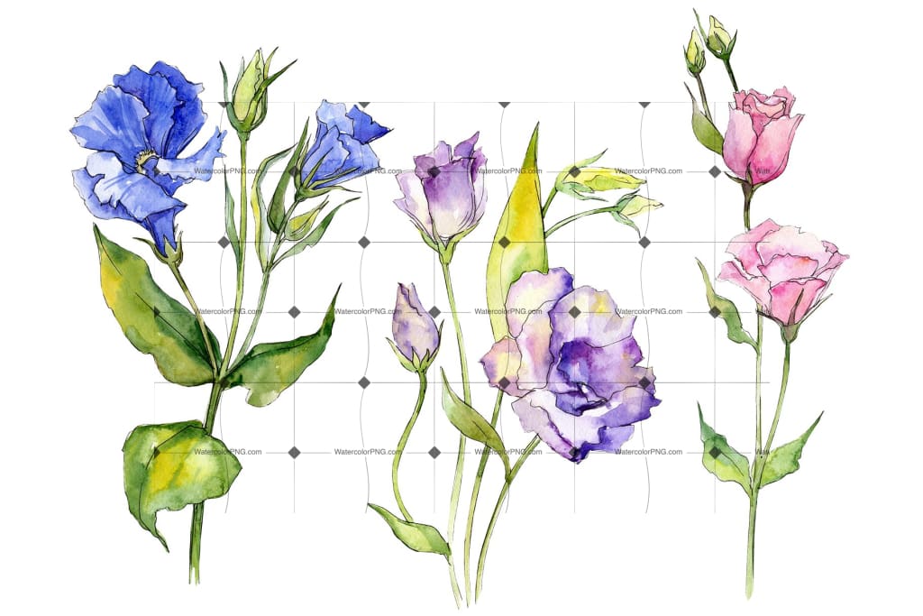 WatercolorPNG - Delicate eustoma flower PNG watercolor set