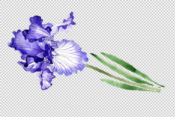Iris bearded blue watercolor png Flower