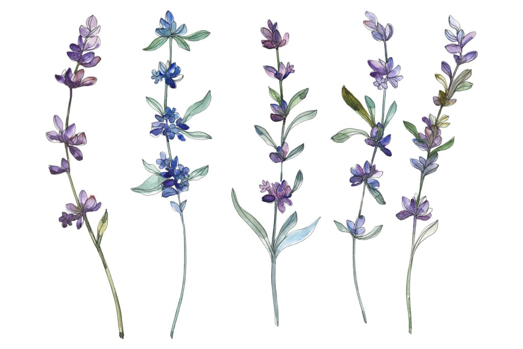 lavender flower watercolor Lavender Watercolor png – WatercolorPNG