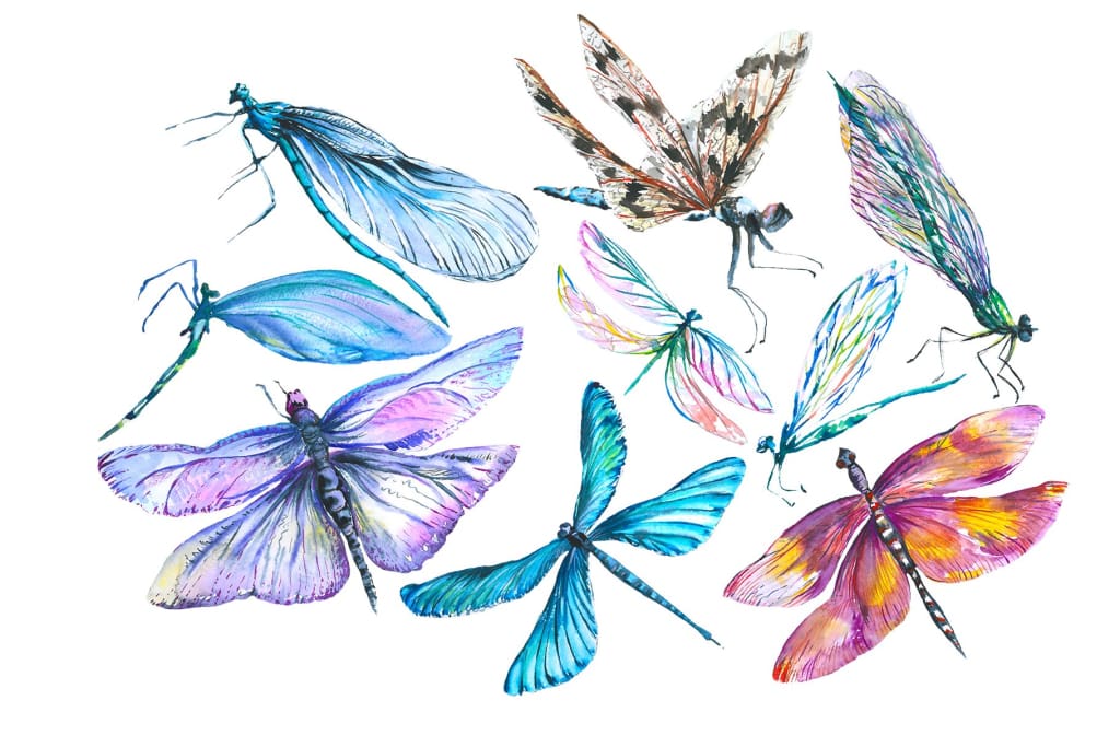 dragonfly watercolor clipart