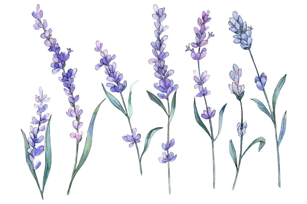 lavender plant art Plant lavender watercolor png – WatercolorPNG