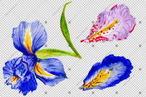 Purple Irises Watercolor Flowers Png Flower