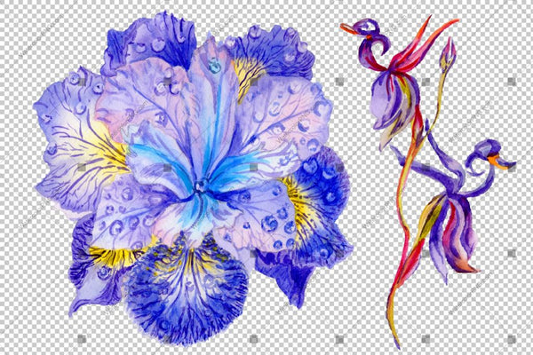 Purple Irises Watercolor Flowers Png Flower