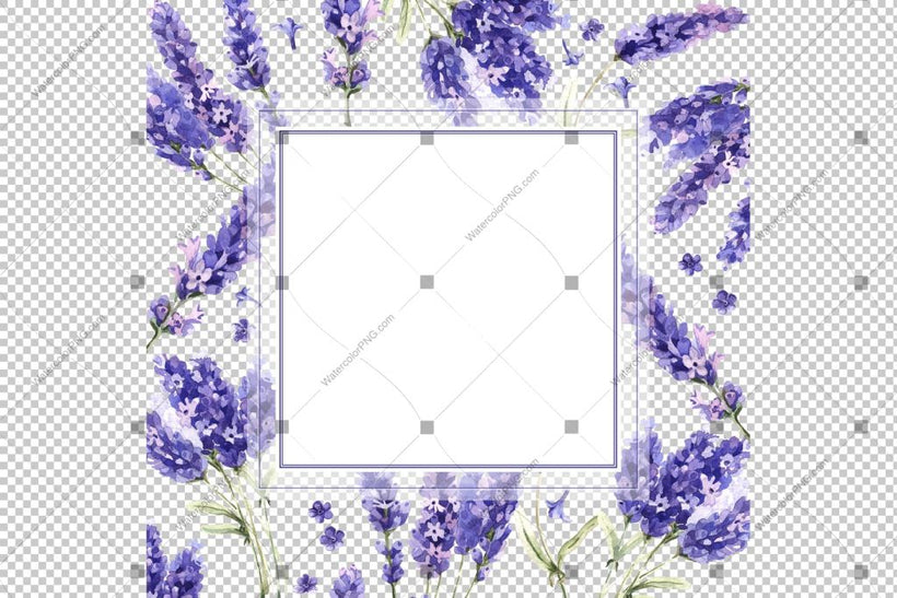 Watercolor Lavender royalty free images