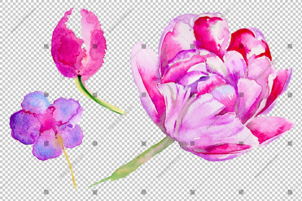 Purple Tulip Flowers Png Watercolor Flower