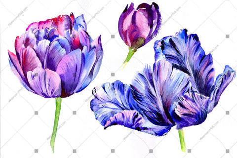 Purple Tulip Watercolor Flowers Png Flower