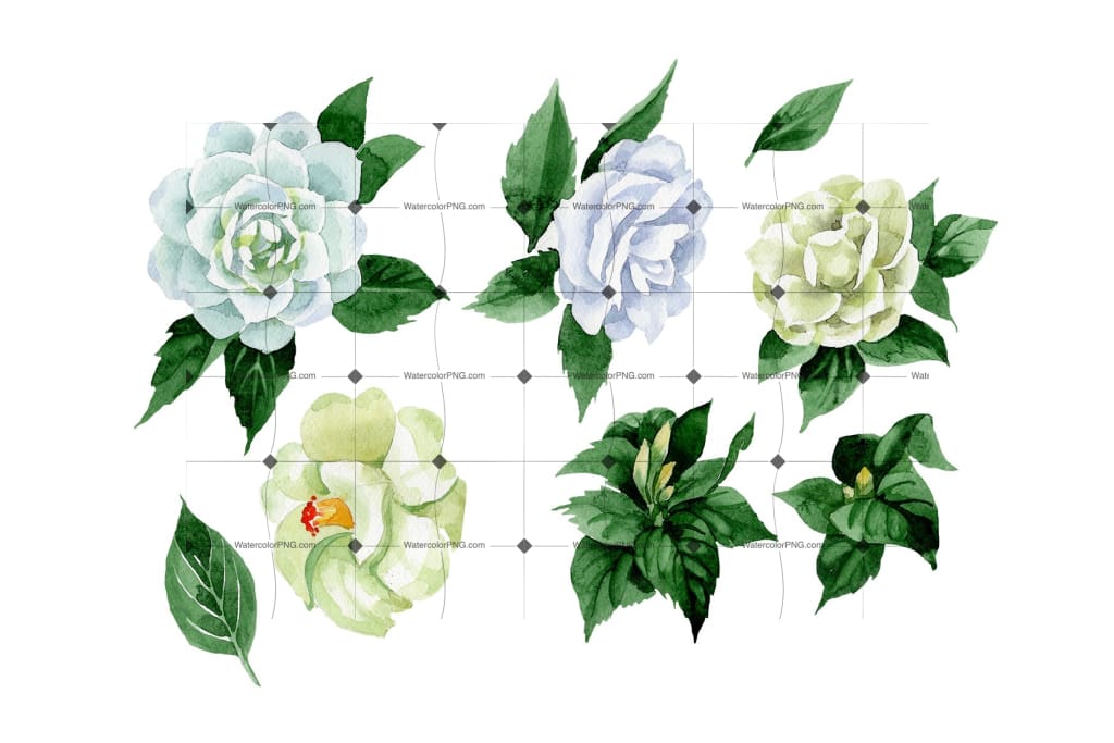 white camellia flower drawing