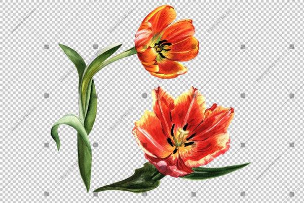 Yellow Tulip Flowers Watercolor Png Flower