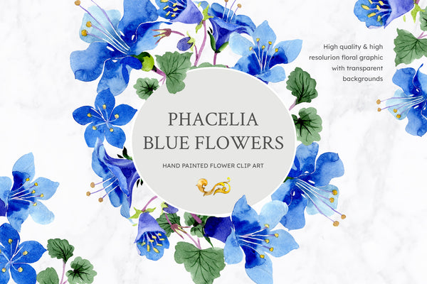 Phacelia or Bellflowers watercolor clipart blue png