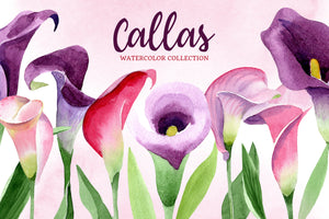 Calla lily watercolor illustrations png