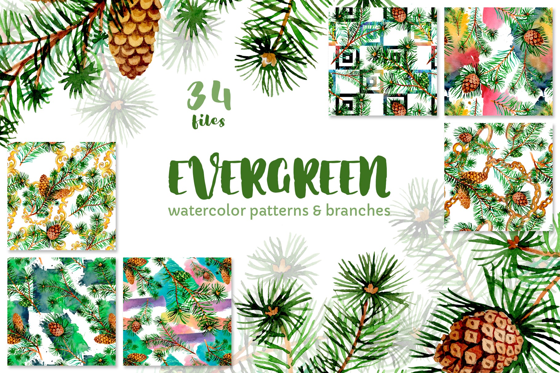 Evergreen with buds watercolor PNG