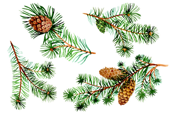 Evergreen with buds watercolor PNG