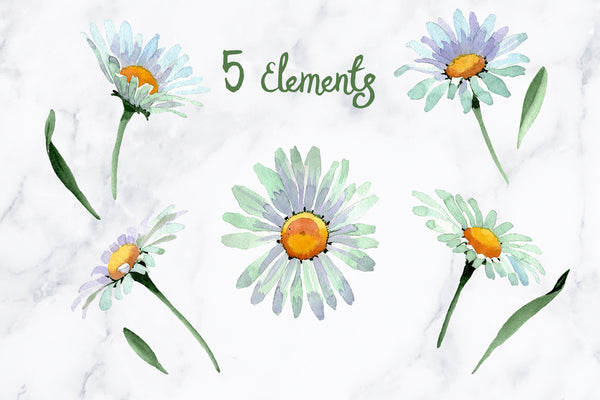 White chamomile flowers watercolor png