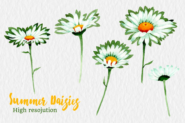 Watercolor daisy white flower png