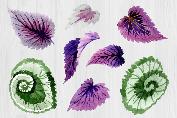 Decorative begonia purple watercolor png