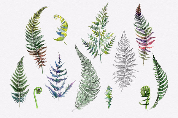 Green fern leaves watercolor png