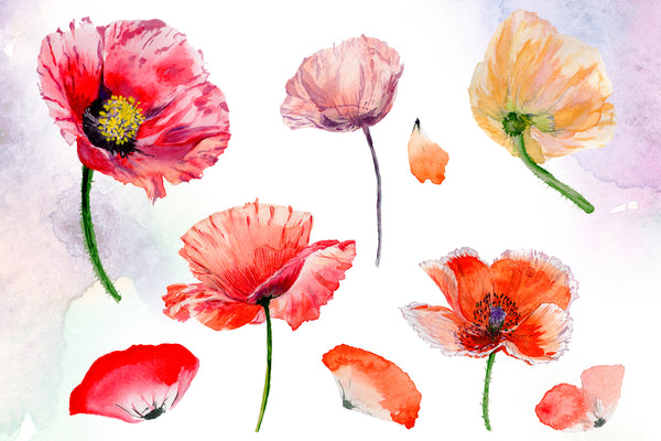 Poppy red flower watercolor png