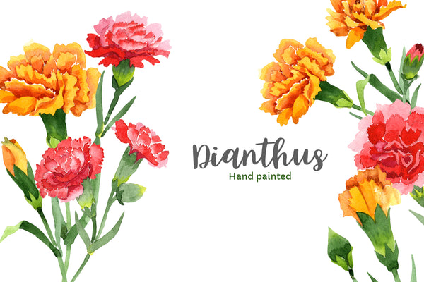 Carnation red flowers illustration watercolor png