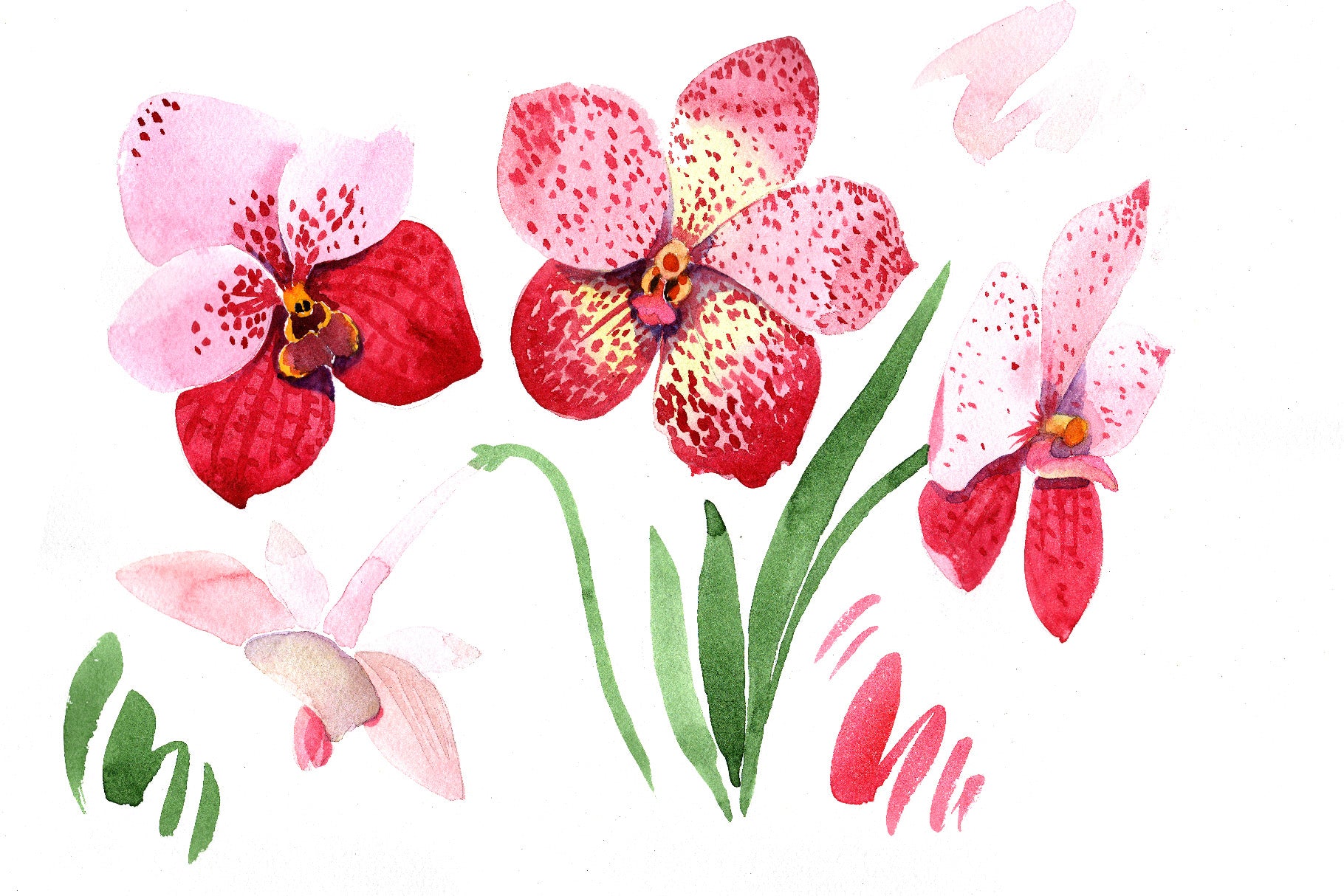 Red orchid vanda PNG watercolor set