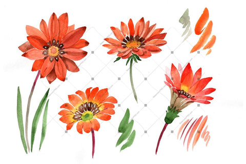 Flower Orange Gazania Png Watercolor Set