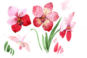 Red orchid vanda PNG watercolor set