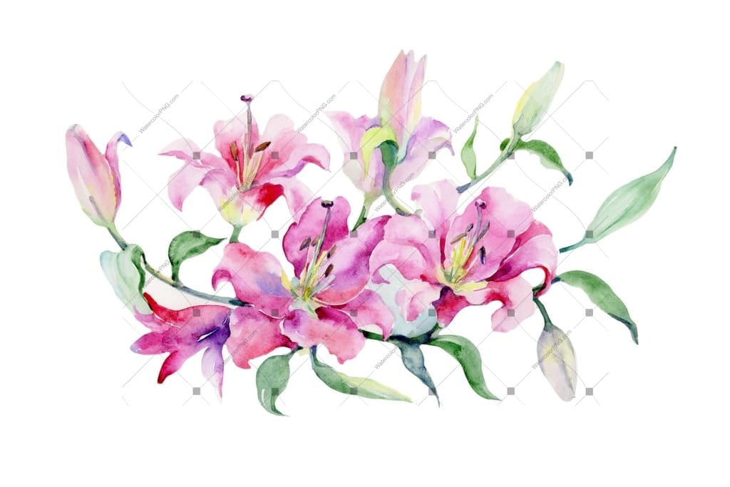 Bouquet Of Pink Lilies Png Watercolor Set Flower