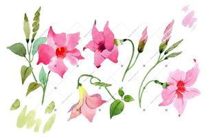 Wildflower Pink Dipladies Png Watercolor Set Flower