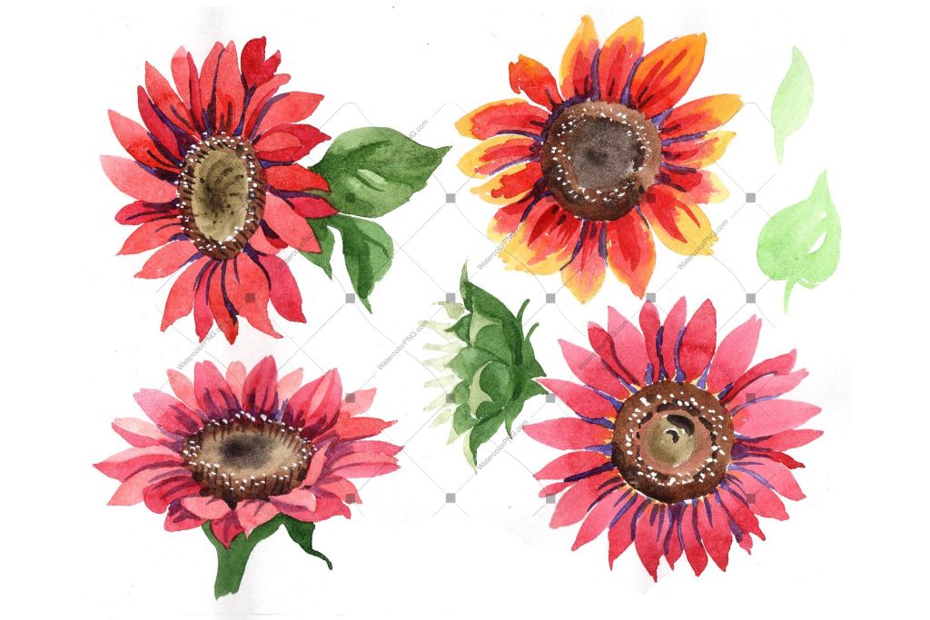 Sunflower Red Flower Watercolor Png Set Flower