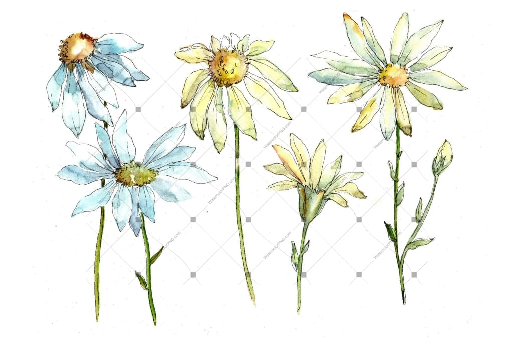 Funny Chamomiles Png Watercolor Flower Set Flower