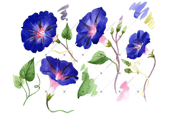 Wildflower Ipomoea Dark Blue Png Watercolor Set Flower