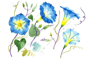 Elegant Ipomoea Blue Flower Png Watercolor Set Flower