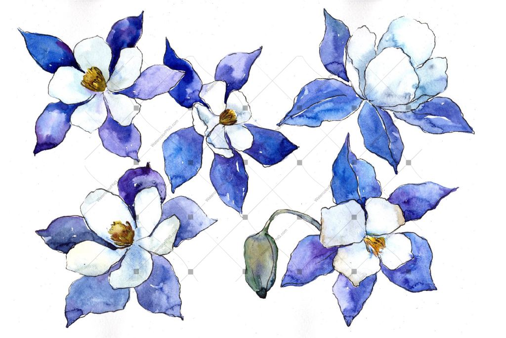 Blue Aquilegia Flower Png Watercolor Set Flower