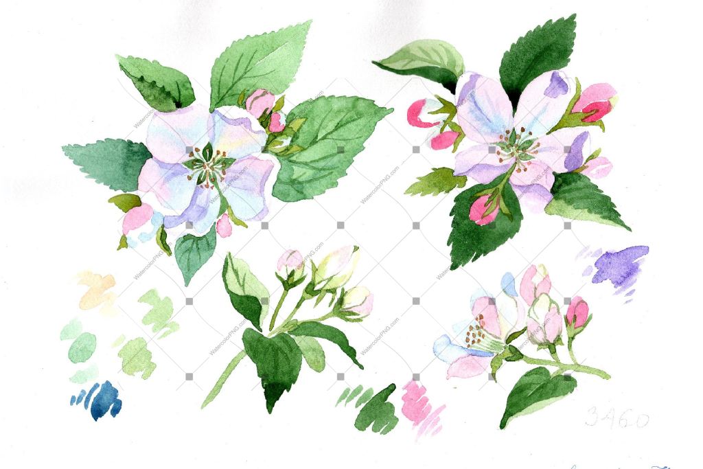Wildflower Apple Blossom Png Watercolor Set Flower