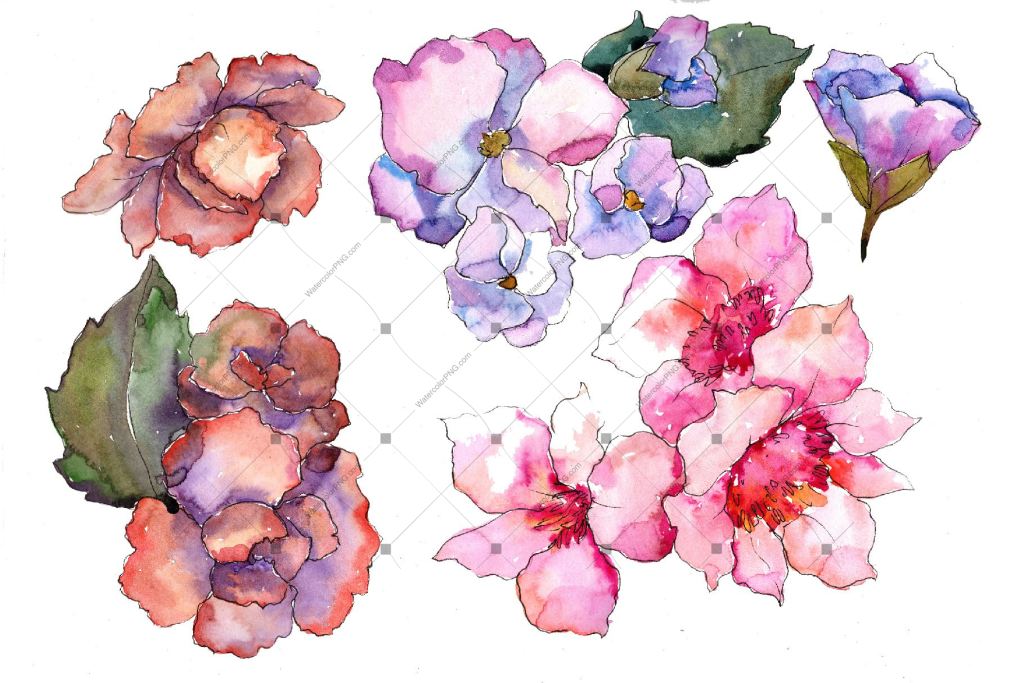 Pink Flower Gardenia Png Watercolor Set Flower