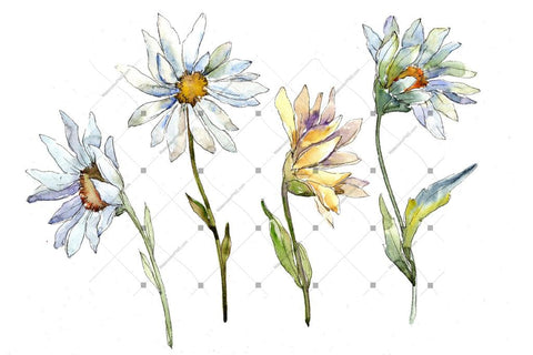 Fine White Daisy Png Watercolor Flower Set Flower