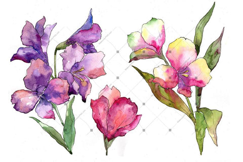 Colorful Alstroemeria Png Watercolor Set Flower