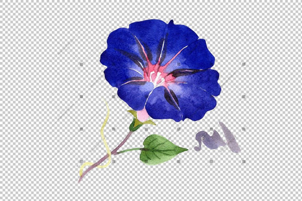 Wildflower Ipomoea Dark Blue Png Watercolor Set Flower