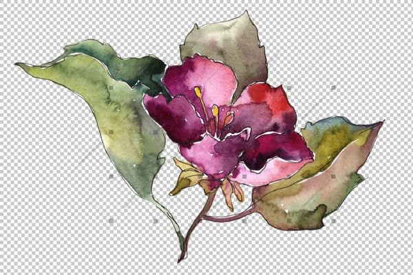 Pink And Blue Gardenia Flowers Png Watercolor Set Flower