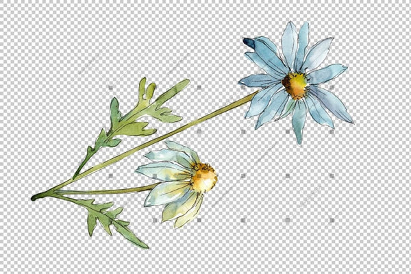 Blue Daisy Png Watercolor Flower Set Flower