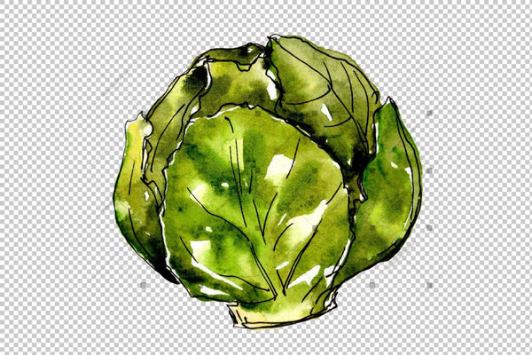 Green Cabbage Vegetables Png Watercolor Set Digital
