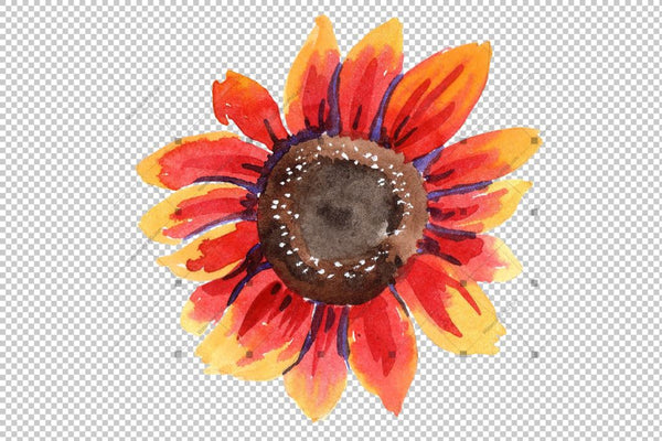Sunflower Red Flower Watercolor Png Set Flower