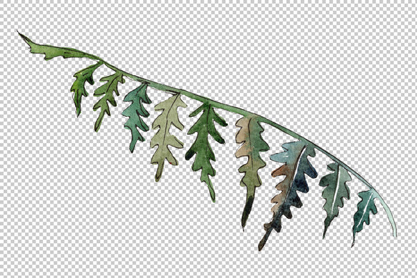 Polypodiopsis fern watercolor png
