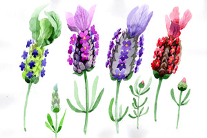 Colorful summer lavender PNG watercolor set