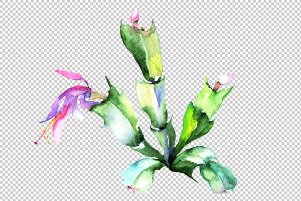 Cacti flower green and pink Watercolor png